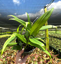 6" Epipremnum Pinnatum Amplissimum